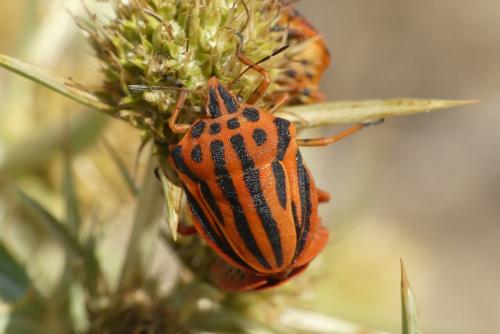 Réf. 237 054 : Graphosoma semipunctatum